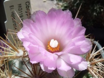 Coryphantha pseudoechinus MG119