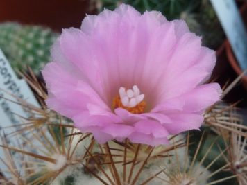 Coryphantha pseudoechinus MG119