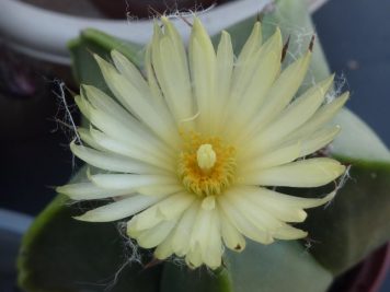 Astrophytum myriostigma nudum 3