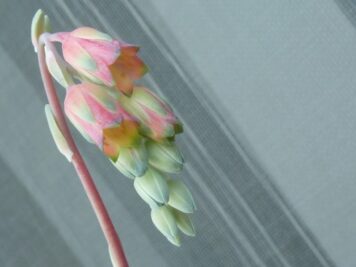 Pachyphytum Chiseled Stones