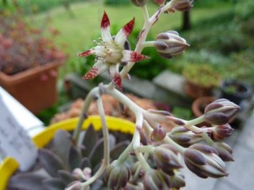 Graptopetalum rusbyi