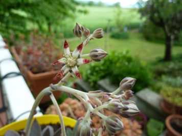 Graptopetalum rusbyi