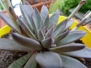 Graptopetalum rusbyi