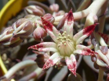 Graptopetalum rusbyi