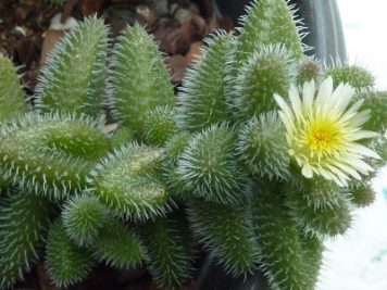 Delosperma Echinatum