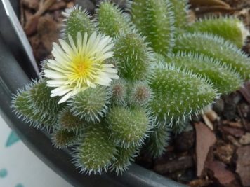 Delosperma Echinatum