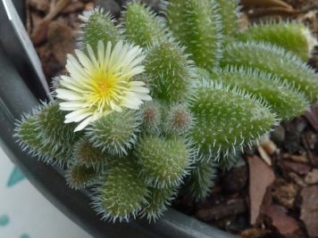 Delosperma Echinatum