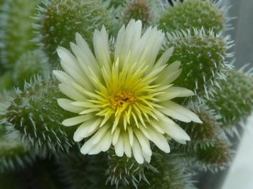 Delosperma Echinatum