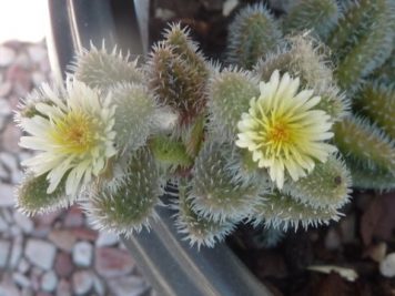 Delosperma Echinatum