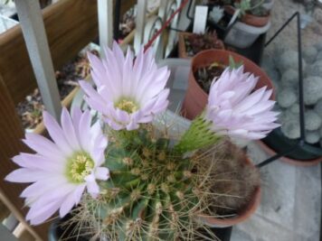 Acanthocalycium violaceum