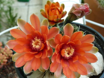 Gymnocalycium hybride orange A