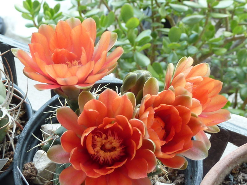 Gymnocalycium hybride orange A