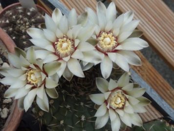 X gymnocalycium quehlianum