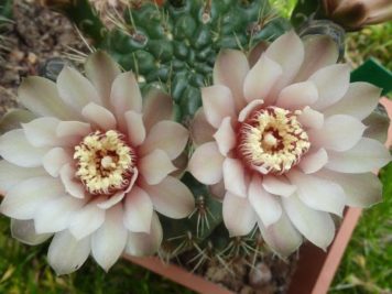 Gymnocalycium baldianum hybride rose pêche