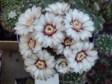 Gymnocalycium quehlianum 3 têtes