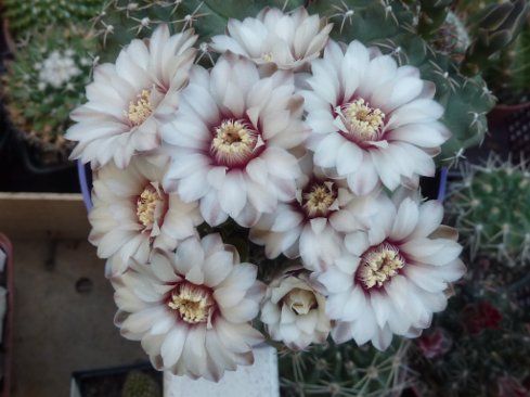 Gymnocalycium quehlianum 3 têtes