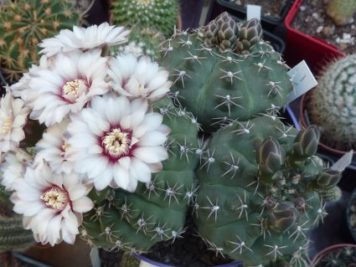 Gymnocalycium quehlianum 3 têtes