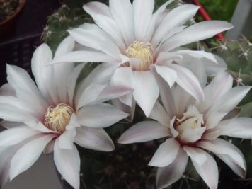 Gymnocalycium quehlianum 3 têtes