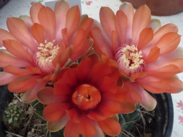 Gymnocalycium hybride orange A