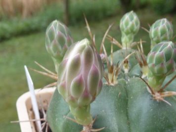 Gymnocalycium horstii