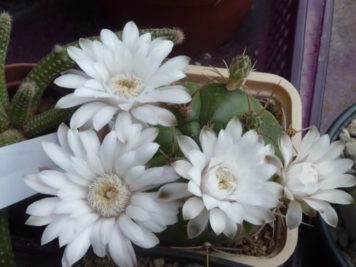 Gymnocalycium horstii