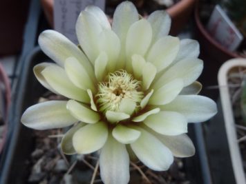 Gymnocalycium schroederianum HU1425