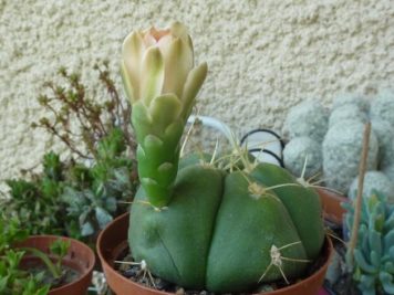 Gymnocalycium horstii ssp buenekeri