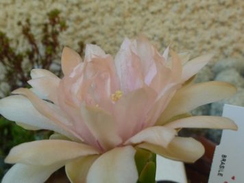 Gymnocalycium horstii ssp buenekeri