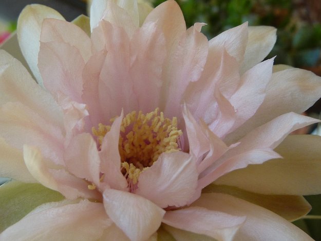 Gymnocalycium horstii ssp buenekeri