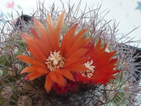 Parodia aff microsperma