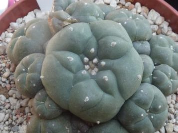 Lophophora williamsi caespitosa