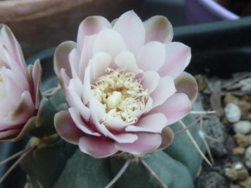 Gymnocalycium kroenleinii WR 805