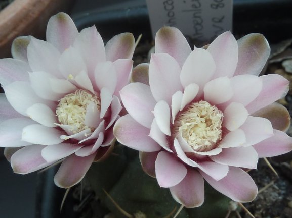 Gymnocalycium kroenleinii WR 805