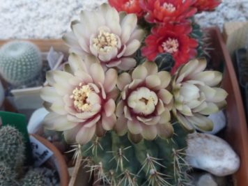 Gymnocalycium baldianum hybride rose pêche