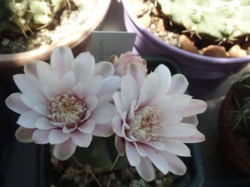 Gymnocalycium kroenleinii WR 805