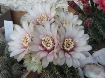 Gymnocalycium baldianum hybride rose pêche