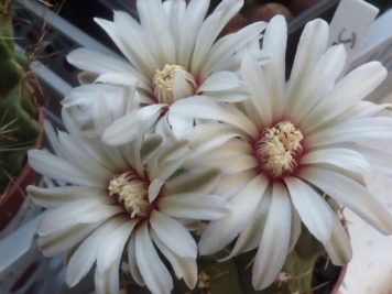 X gymnocalycium quehlianum