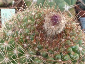 Parodia hybride de werneri