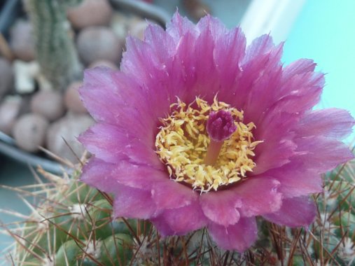 Parodia hybride de werneri