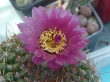 Parodia hybride de werneri