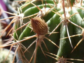 Acanthocalycium peitscherianum