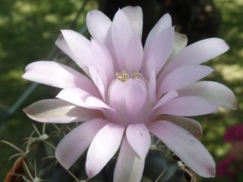 Gymnocalycium mihanovicchii 5