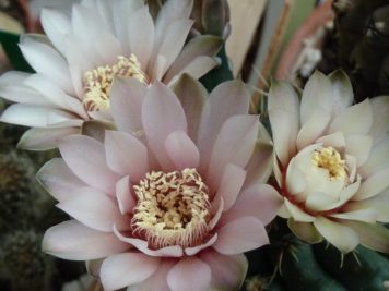 Gymnocalycium baldianum hybride rose pêche