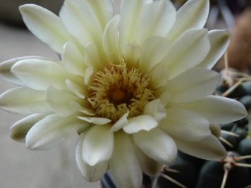 Gymnocalycium kroenleinii WR 805