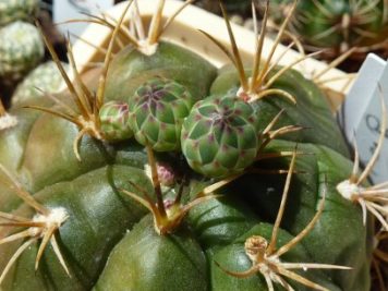 Gymnocalycium horstii