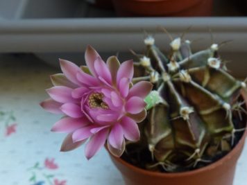 Gymnocalycium mihanovichii 4