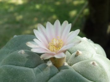 Lophophora williamsi caespitosa