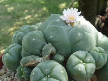 Lophophora williamsi caespitosa