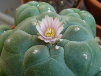 Lophophora williamsi caespitosa