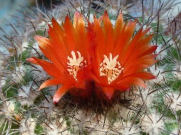 Parodia aff microsperma